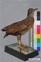 藏品(小杓鷸)的圖片